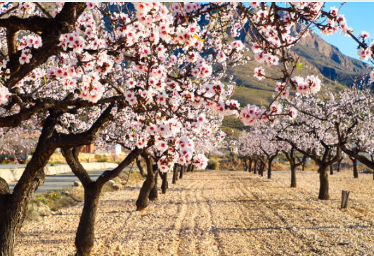 Spring in Spain – More Than Just Almond Blossoms