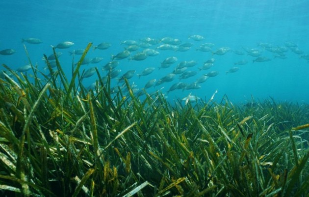 Nieuwbouw - Villa - Benissa - Racó Del Galeno