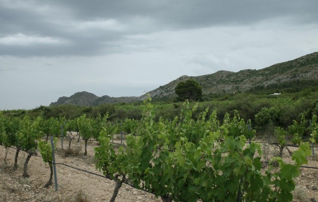 Nieuwbouw - Villa - Yecla